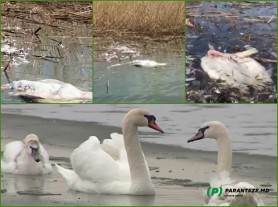 DEZASTRU ECOLOGIC?! Zeci de lebede, găsite moarte pe Nistru